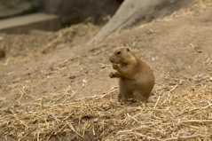 Prarie Dog - 1